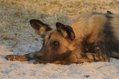 We saw wild dogs!