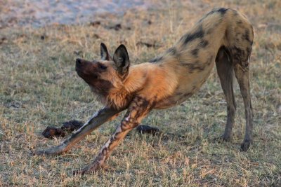 Dog stretch