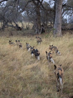 Dogs begin to hunt impala