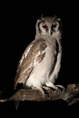 Giant eagle owl