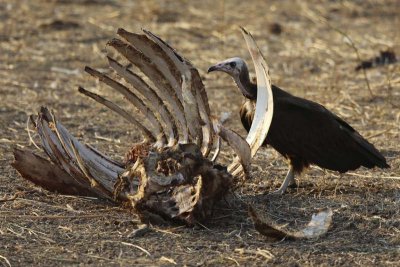 Vulture with eland ribs