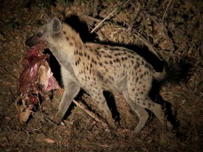 Hyena eating