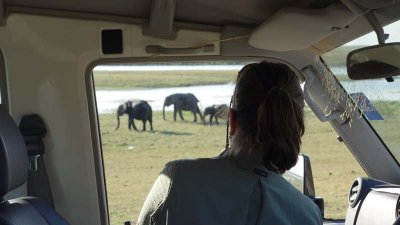Chobe elephants from our vehicle