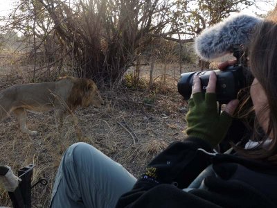 Mornings are cool (and fulled with LIONS!)