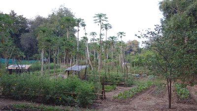The garden at Tafika