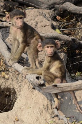 Baboon babies