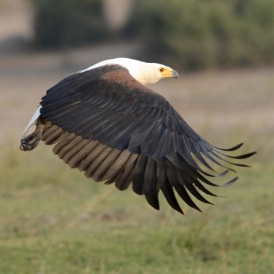 Fish eagle