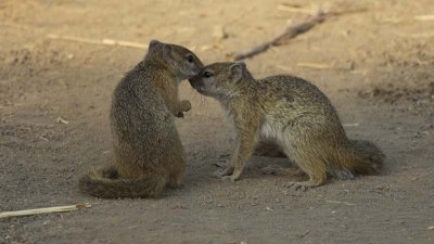 Tree squirrel romance