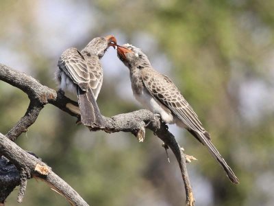 Red-billed hornbill couple