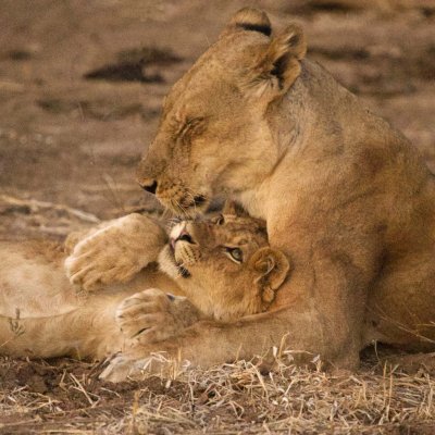 Lioness and cub