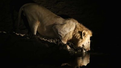 Male lion drinking (after calling!)