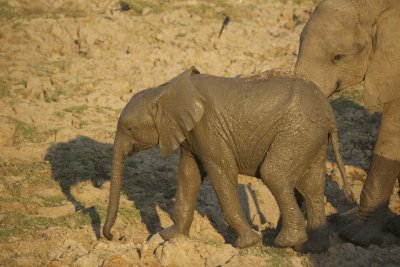 Muddy baby elephant!
