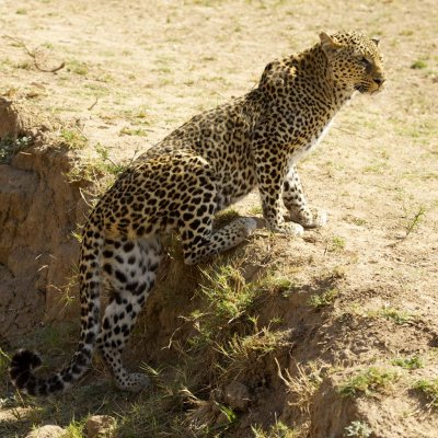 Leopard hunting from a ravine