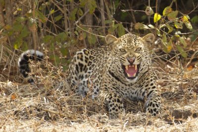 Leopard snarling