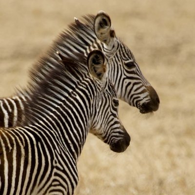 Zebra mom and baby