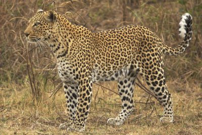Gorgeous leopardess