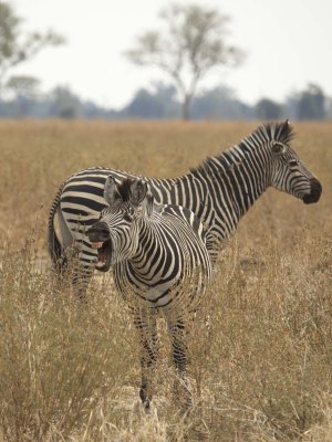 Zebra yelling