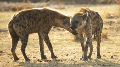 Two hyenas 
