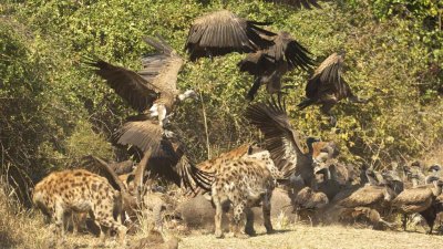 Hyenas and vultures