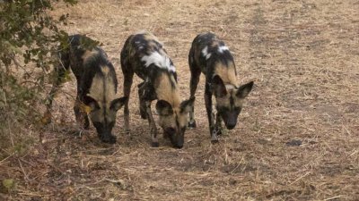 Wild dogs sniffing