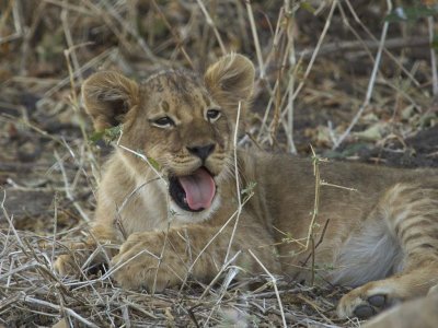 Yawning cub