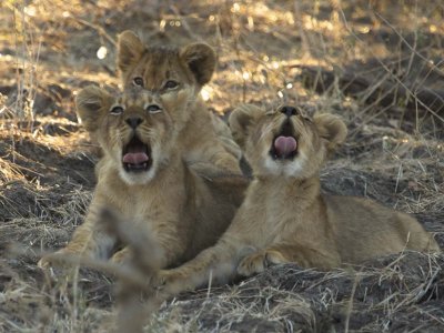Yawning cubs!