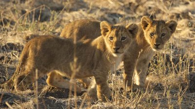 Lion cubs