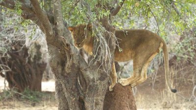 Lion in tree