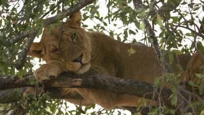 Lion relaxes in tree