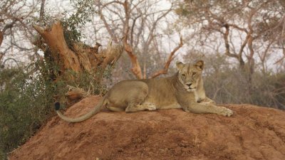 Lion on a termite mound