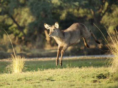 Waterbuck baby leaping