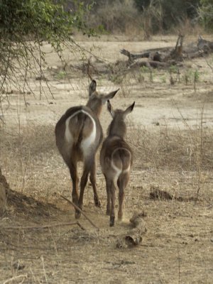 Waterbuck mom and baby