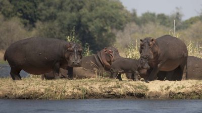 More hippos