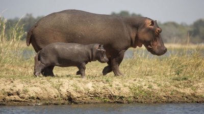 Hippo mom and baby