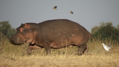 Hippo with egret