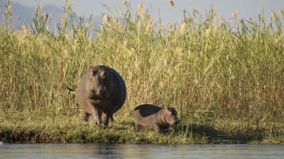 Hippo mom and baby on grassy island