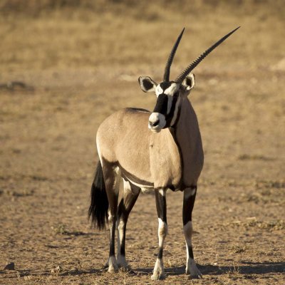Gemsbok oryx