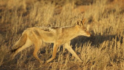 Black-backed jackal