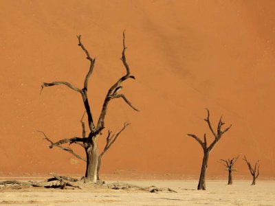 Dead Vlei