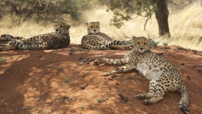 Relaxing cheetahs