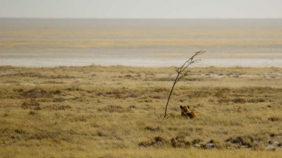 Lion in Etosha