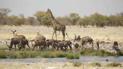 Reitfontein waterhole animals