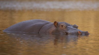 Hippo stares on our last night of safari