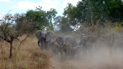 Elephants attacking (eek!)