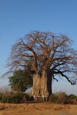 A huge baobab tree!