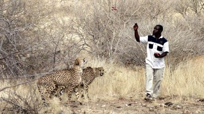Christian feeding his cheetah