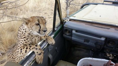 Cheetah begging for more food