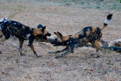 Romping!