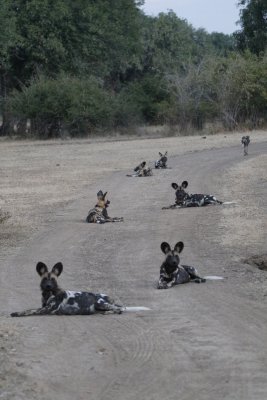 We saw a pack of 15 wild dogs!