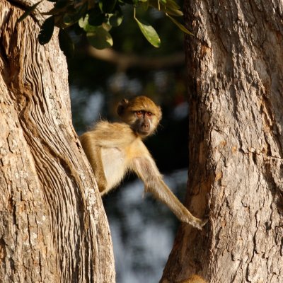 A baboon checks us out